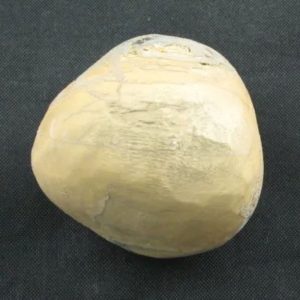 Tarmarind Tree Pearl - Type A