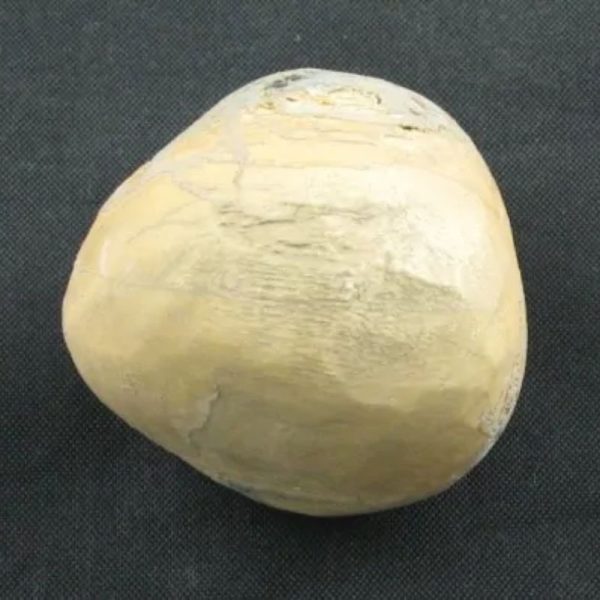 Tarmarind Tree Pearl - Type A
