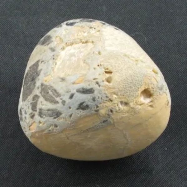 Tarmarind Tree Pearl - Type A - Image 4