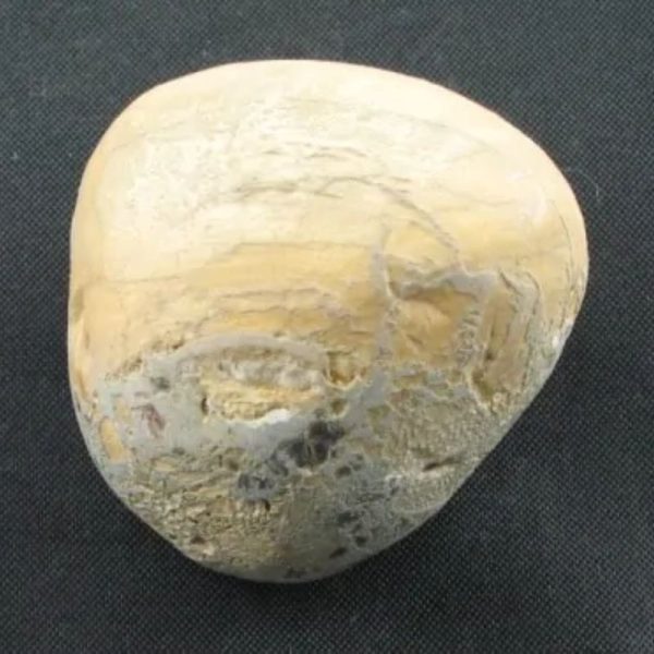 Tarmarind Tree Pearl - Type A - Image 3