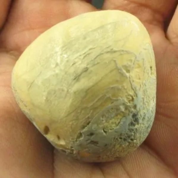 Tarmarind Tree Pearl - Type A - Image 2