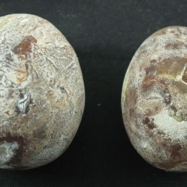Betel Palm Tree Pearl - Type A