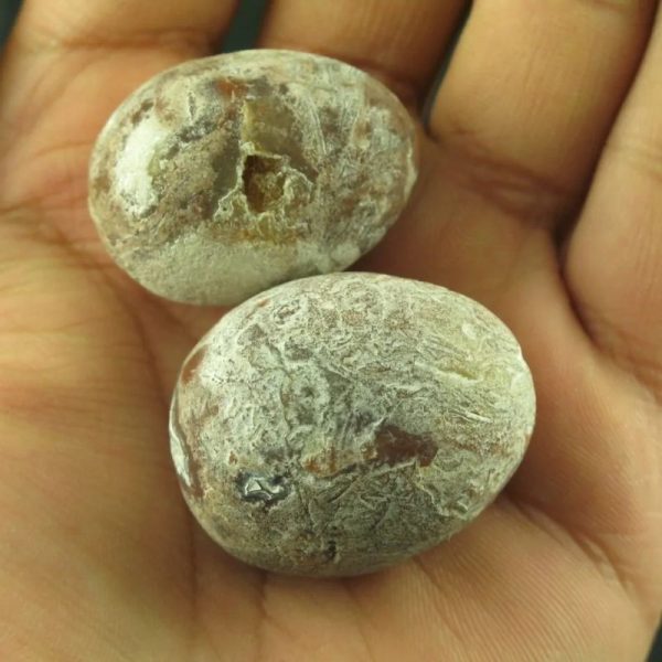 Betel Palm Tree Pearl - Type A - Image 3
