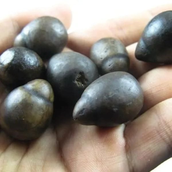 Black Coconut Pearl - Type B - Image 3