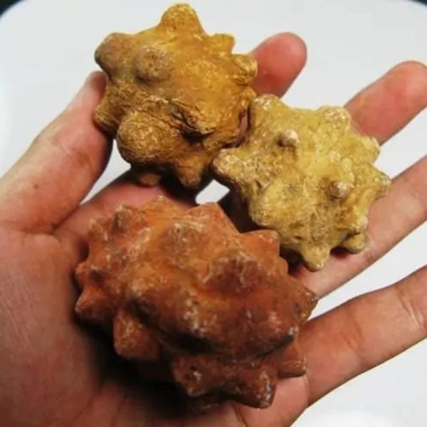 Morinda Fruit Pearls - Type A1