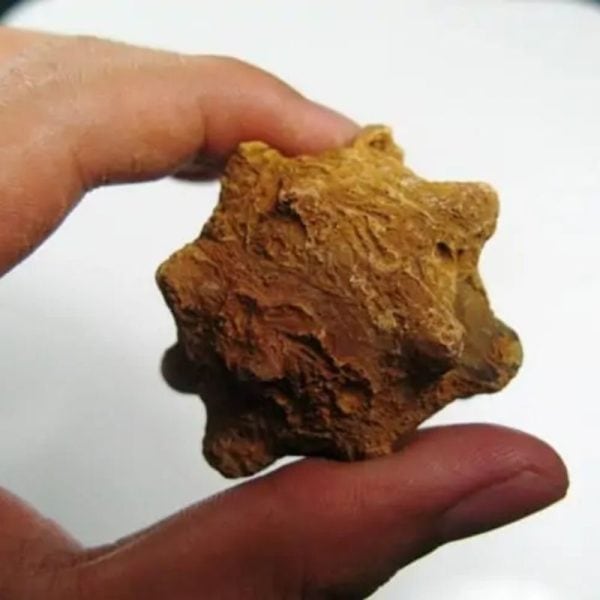 Morinda Fruit Pearls - Type A1 - Image 3