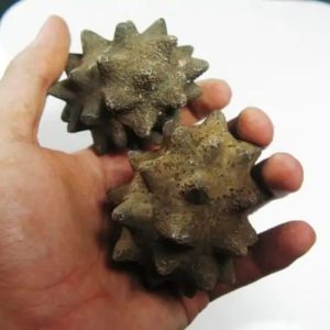 Morinda Fruit Pearls - Type A2 Slight Fractures