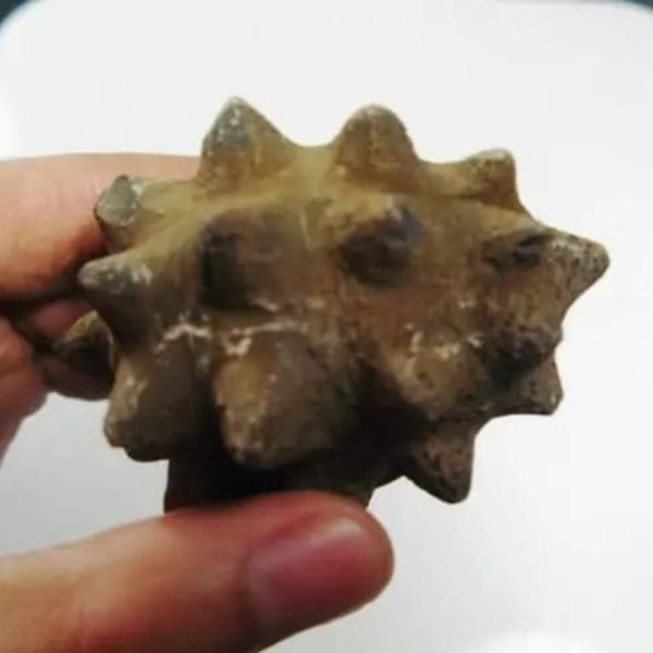 Morinda Fruit Pearls - Type A2 Slight Fractures - Image 4