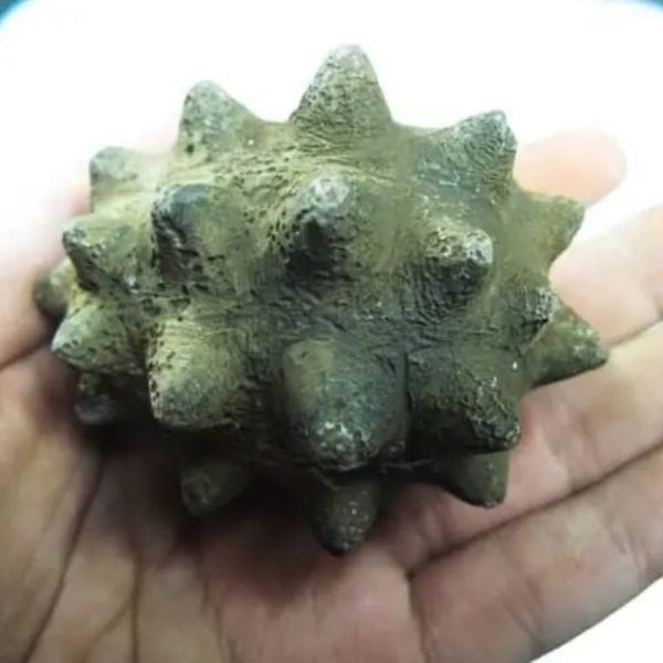 Morinda Fruit Pearls - Type A2 Slight Fractures - Image 3