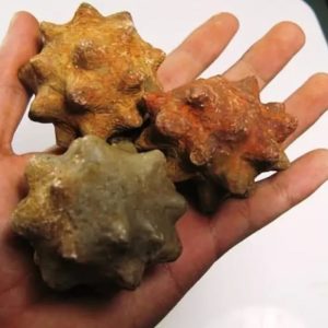 Morinda Fruit Pearls - Type A3