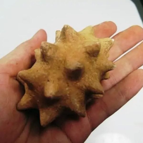 Morinda Fruit Pearls - Type A4 - Image 3