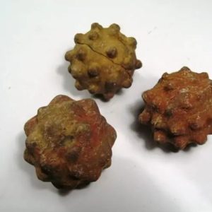 Morinda Fruit Pearls - Type A5