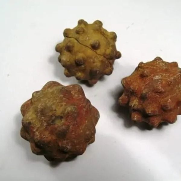 Morinda Fruit Pearls - Type A5