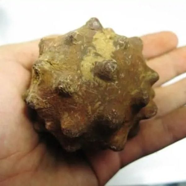Morinda Fruit Pearls - Type A5 - Image 3