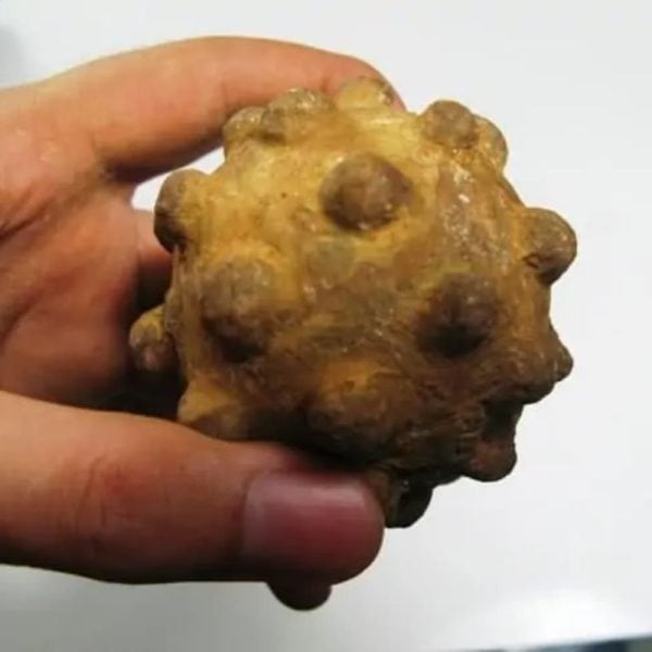 Morinda Fruit Pearls - Type A5 - Image 2