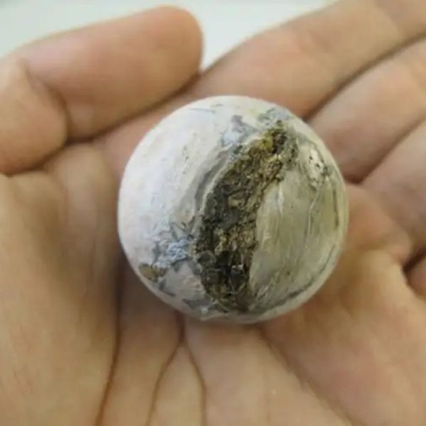 Kaboa Wood Tree Pearl - Type A1 - Image 3