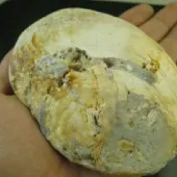 Kaboa Wood Tree Core Pearl - Type B1
