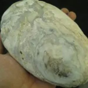 Kaboa Wood Tree Core Pearl - Type B3