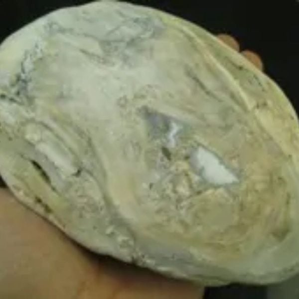Kaboa Wood Tree Core Pearl - Type B3 - Image 3