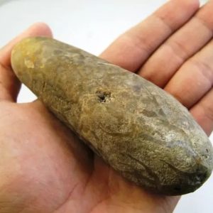 Fossilized Bamboo - Type B1
