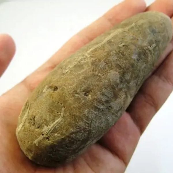 Fossilized Bamboo - Type B1 - Image 3