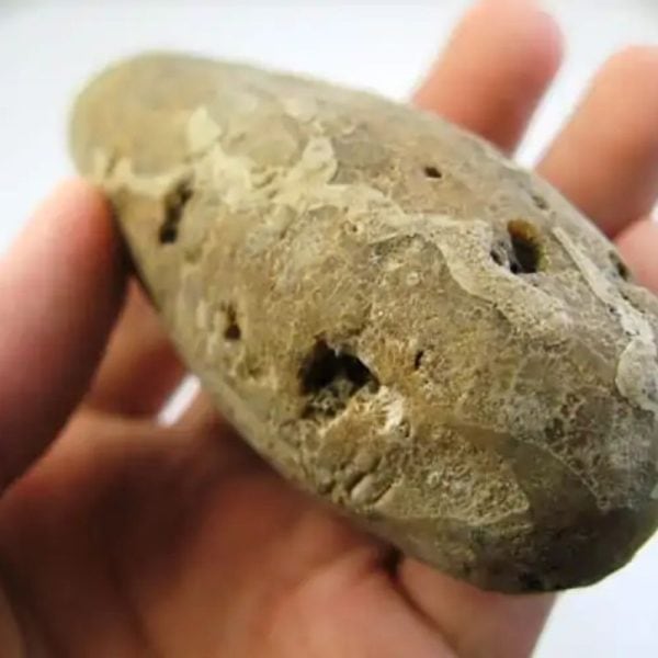 Fossilized Bamboo - Type B1 - Image 2