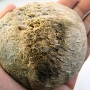 Fossilized Bamboo - Type B2