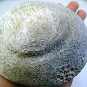 Fossilized Bamboo - Type B3