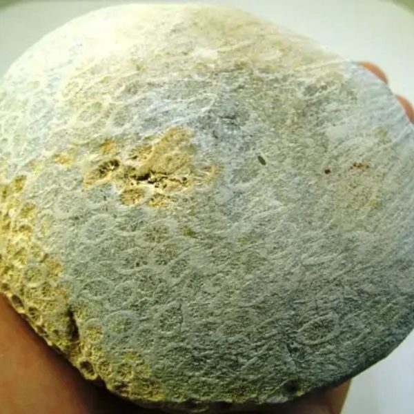 Fossilized Bamboo - Type B3 - Image 3