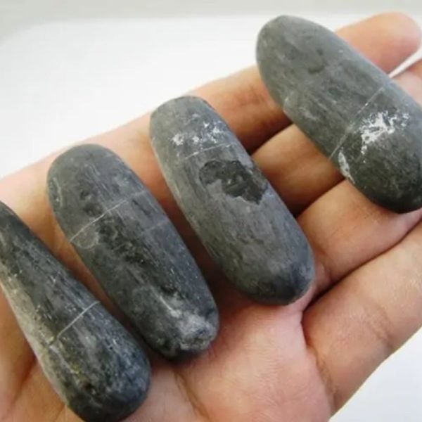 Fossilized Black Stigi - Type B1