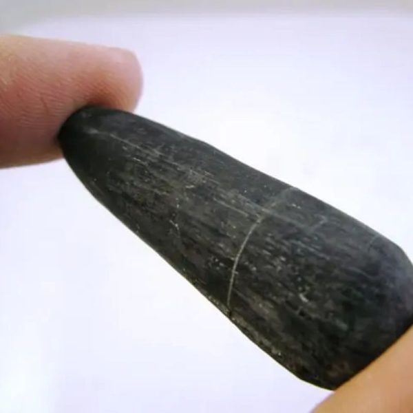 Fossilized Black Stigi - Type B1 - Image 4