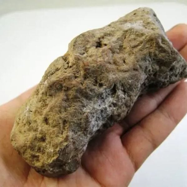 Songgo Wojo Wood Fossil - Type A1 - Image 3