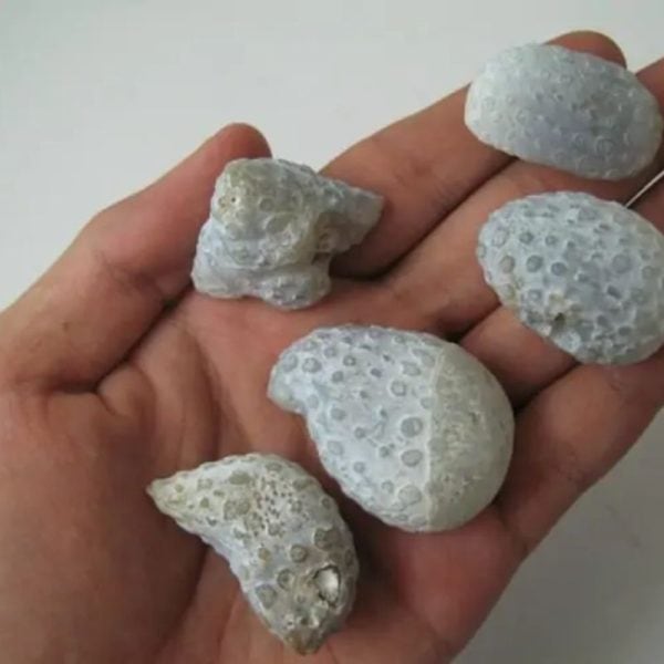 Sea Porcupine Fish Pearl - Type A1