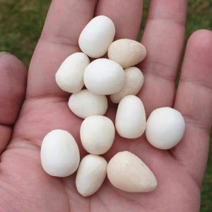 White Eel Pearls - Type A