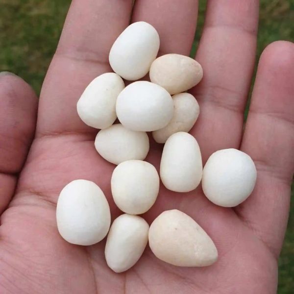 White Eel Pearls - Type A
