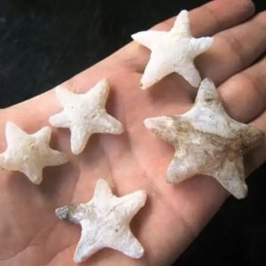 Star Fish Fossil - XS