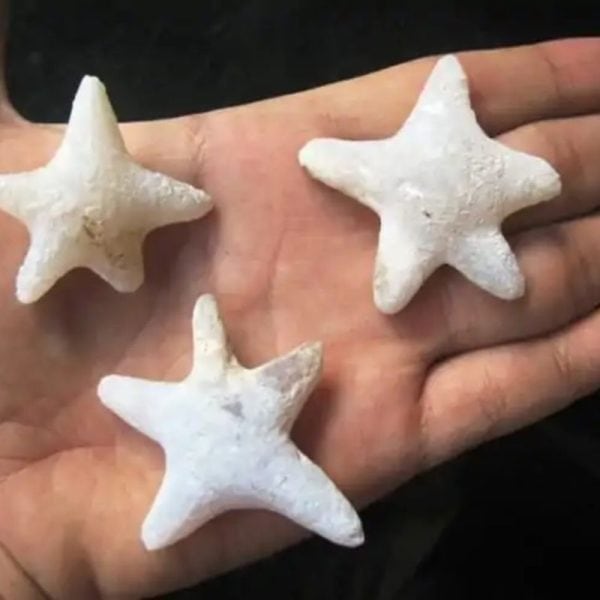 Star Fish Fossil - S
