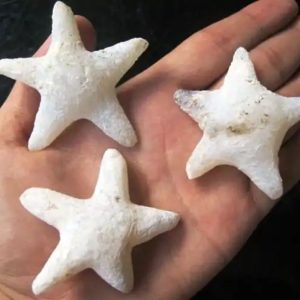 Star Fish Fossil - M