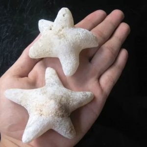 Star Fish Fossil - L