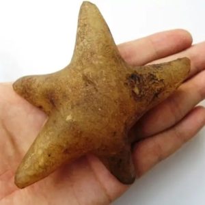 Star Fish Fossil - XL 1
