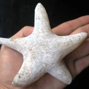 Star Fish Fossil - XL 2