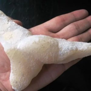 Star Fish Fossil - XL 3