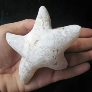 Star Fish Fossil - XL 4