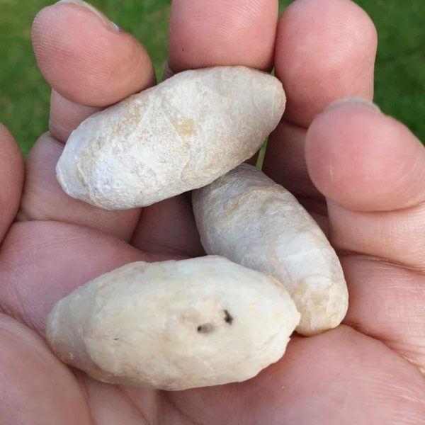 Melinjo Fruit Pearl - Type A