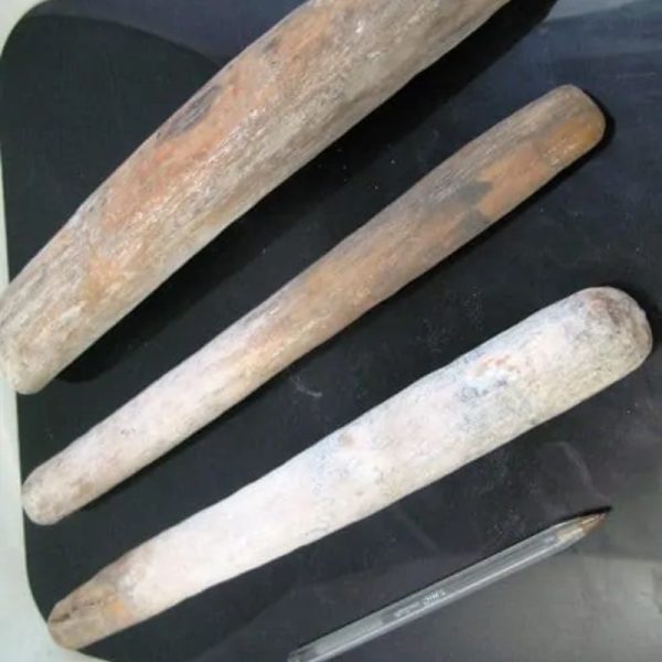 Kencono Wood Fossil - Type A