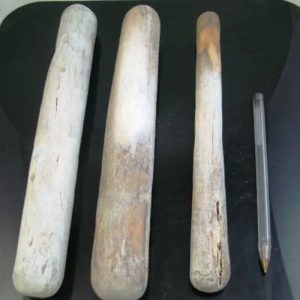 Kencono Wood Fossil - Type B