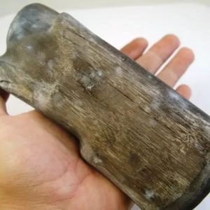 Triwulan Wood Fossil - Type A1 (Large)