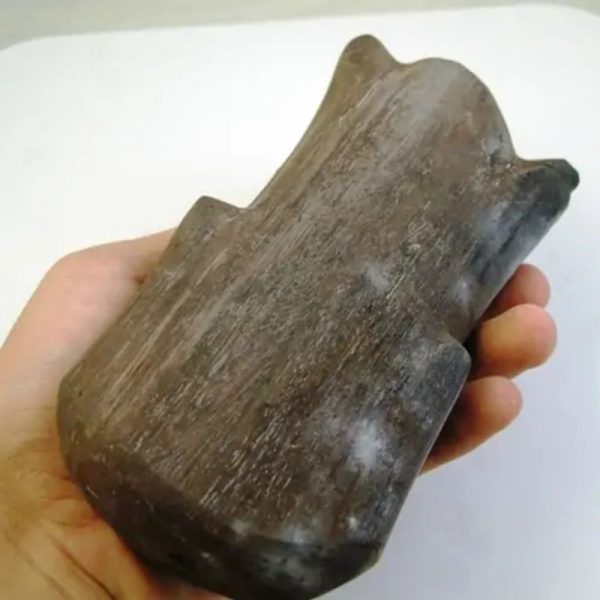 Triwulan Wood Fossil - Type A1 (Large) - Image 3