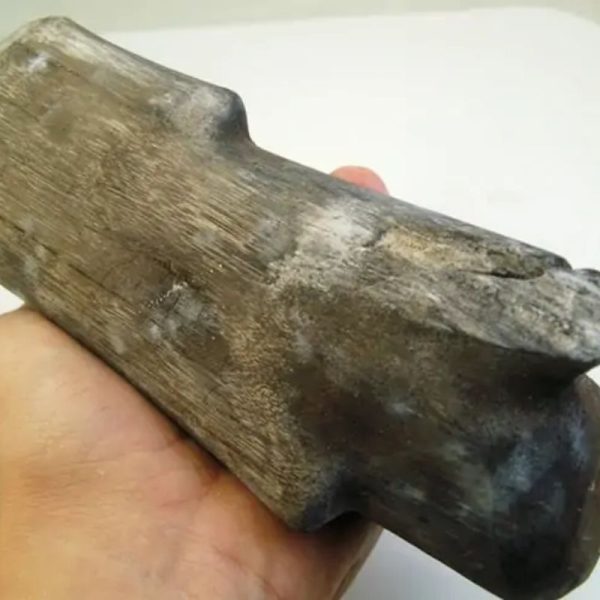 Triwulan Wood Fossil - Type A1 (Large) - Image 2