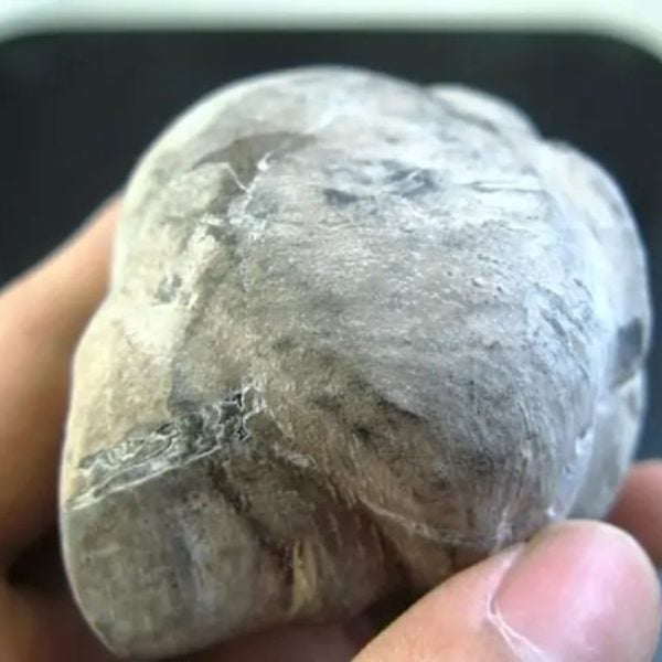 Asahan Wood Fossil - Type A1 - Image 2